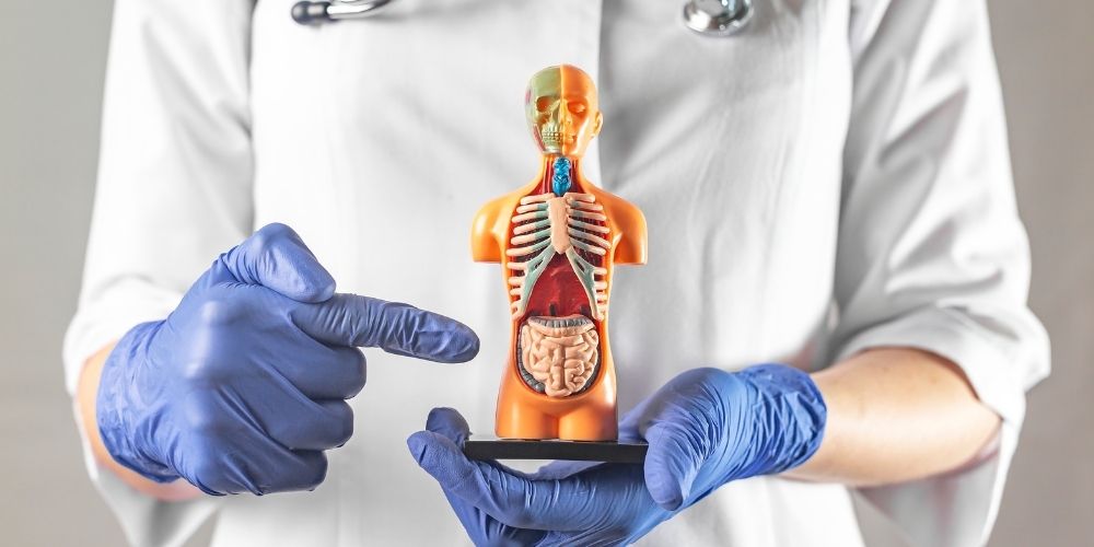 kolonoskopi öncesi beslenme