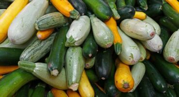 Kabak Zayıflatır mı? Kabak Diyeti Nedir?